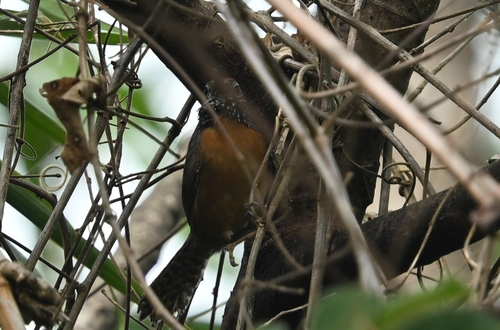 Rufous-breasted Wren (Pheugopedius rutilus), photo 5
