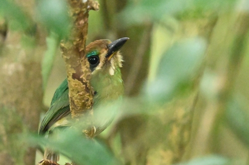 Tody Motmot (Hylomanes momotula)