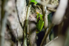 Hyla andersonii