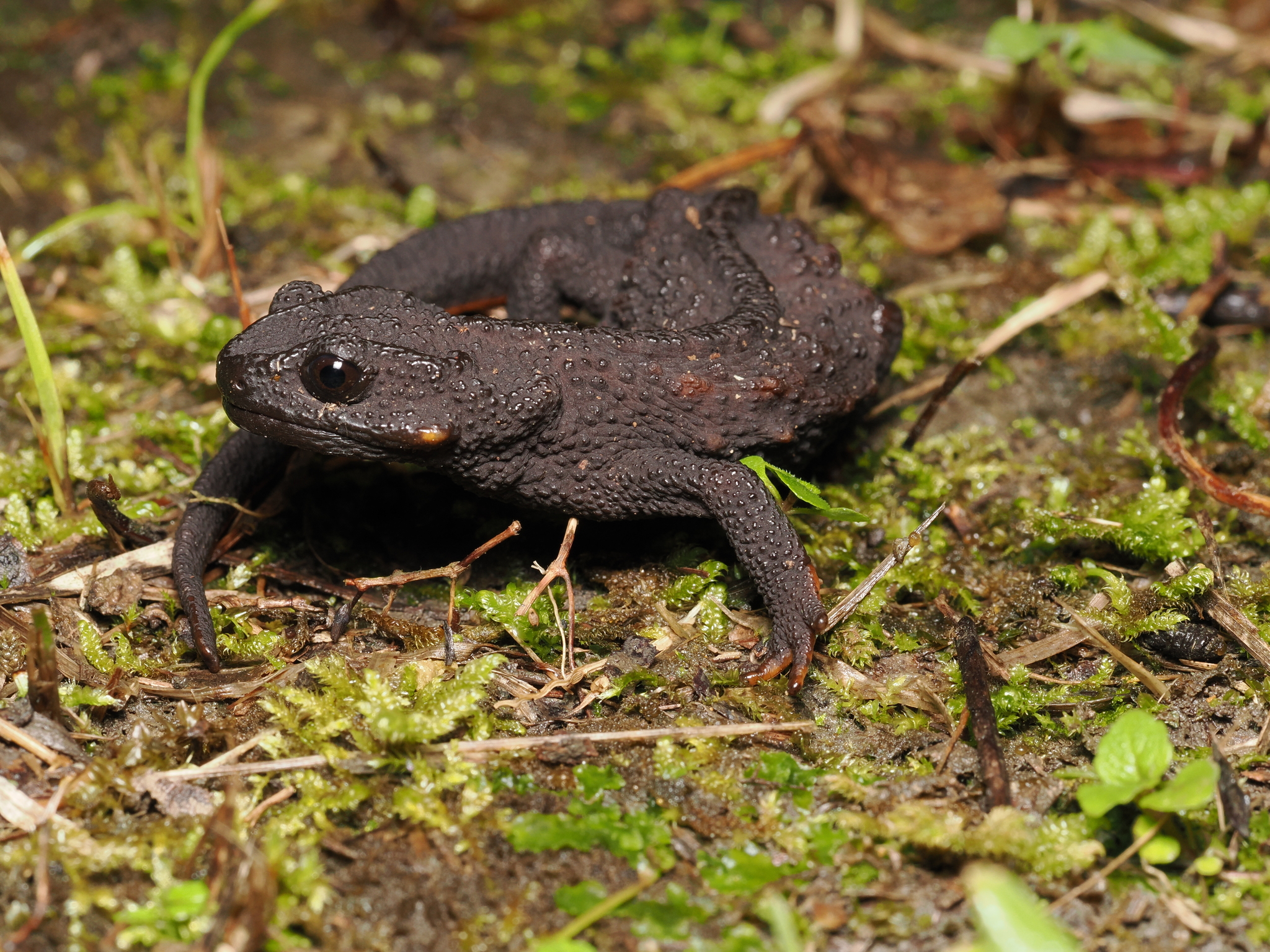 Raffaelli's Spiny Crocodile Newt photo 6