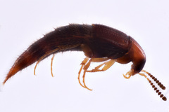 Bryoporus rufescens
