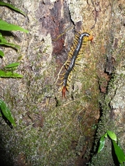 Parotostigmus