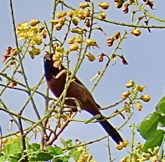 Orchard Oriole (Icterus spurius), photo 7