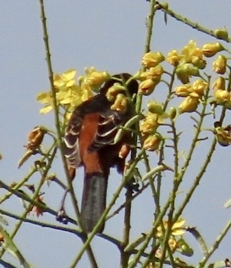 Orchard Oriole (Icterus spurius), photo 8