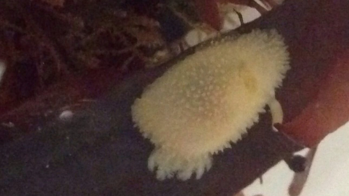 Acanthodoris pilosa