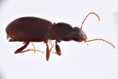 Gastrellarius unicarum