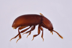 Catopocerus
