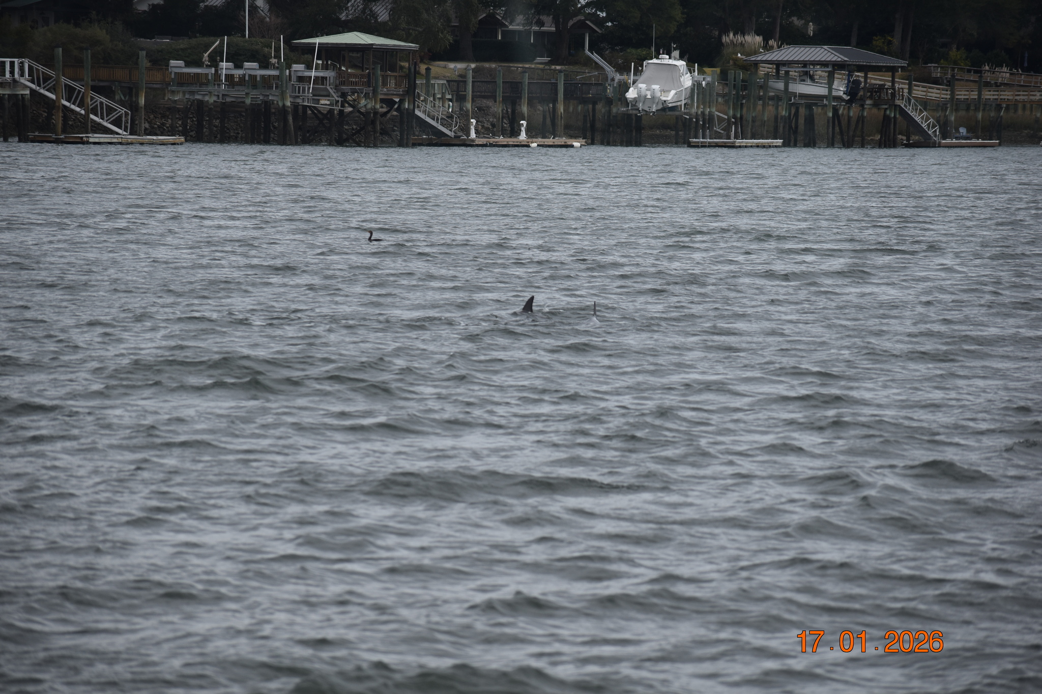 Tursiops erebennus