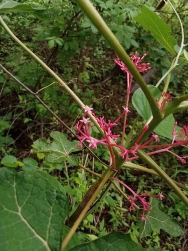 Vasconcellea parviflora, photograph 5