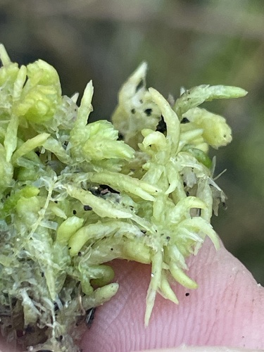 Sphagnum fitzgeraldii observed 2026-02-05