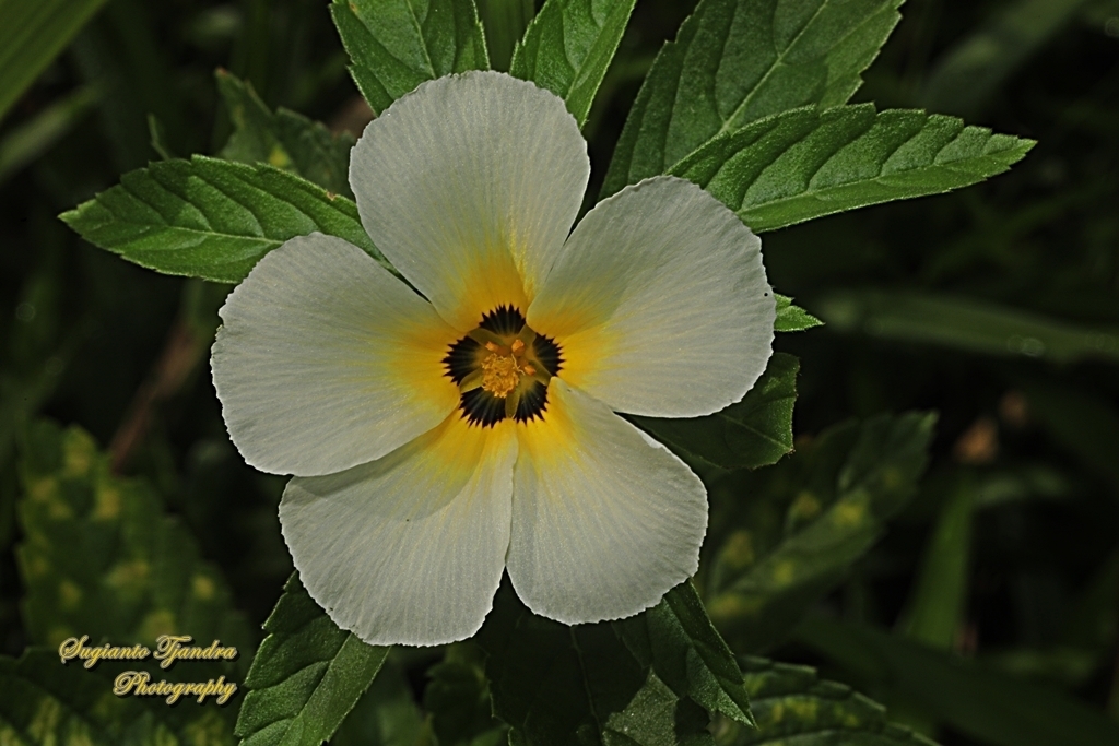 Turnera subulata (Turnera subulata)