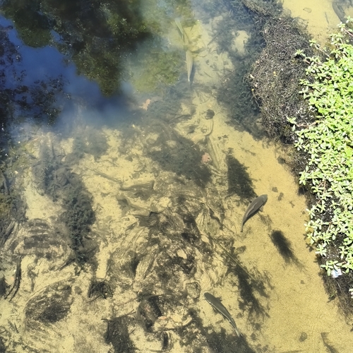 Cyprinus carpio