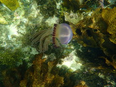 Caranginae
