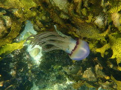 Caranginae