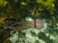 Caranginae