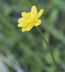Ranunculus canus