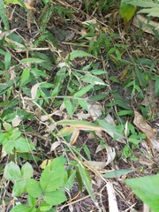 Oplismenus compositus