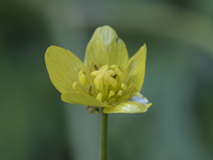 Ranunculus canus