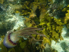 Caranginae