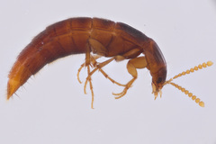 Ischnosoma lecontei