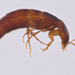 Ischnosoma lecontei - Photo (c) Michael Caterino, algunos derechos reservados (CC BY-NC), subido por Michael Caterino