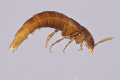 Ischnosoma suteri
