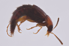 Bryoporus rufescens