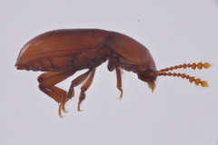 Catopocerus
