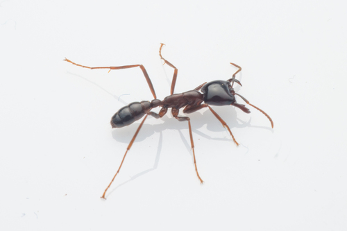 Dorylus nigricans terrificusDorylus nigricans terrificus