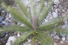 Dioon angustifolium