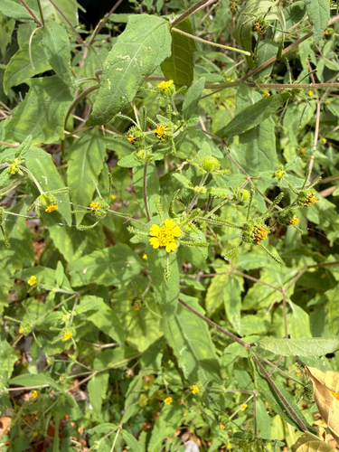 Sigesbeckia orientalis, 2026-02-04