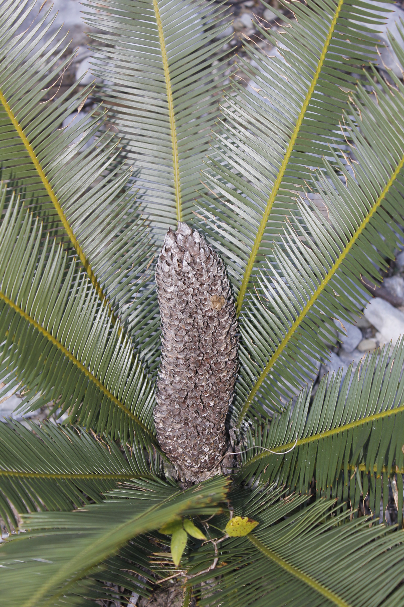 Dioon angustifolium