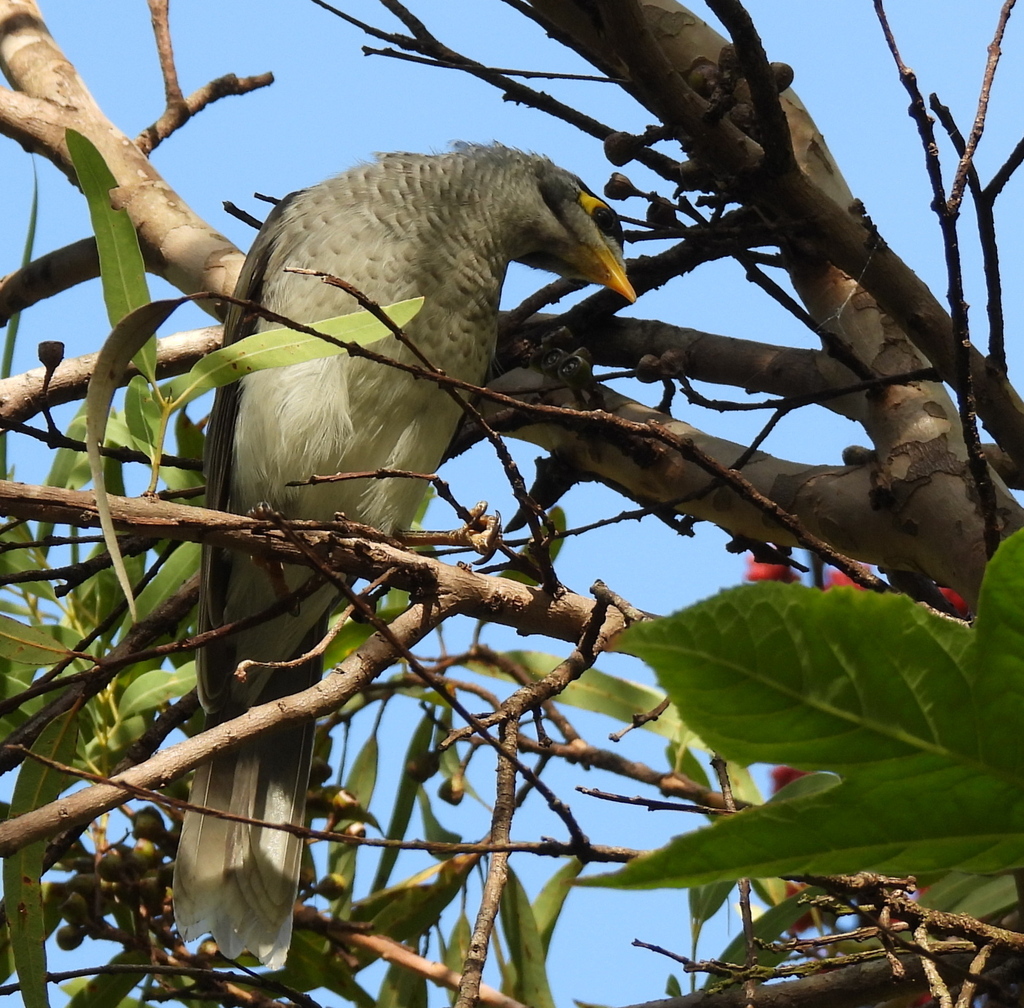 Noisy Miner from Moorooka, Brisbane QLD, Australia on January 31, 2026 ...