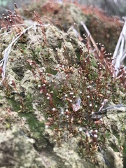 Ceratodon
