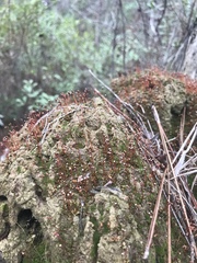 Ceratodon