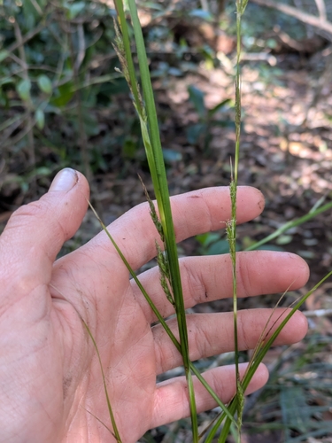 Carex meyenii observed 2026-02-05
