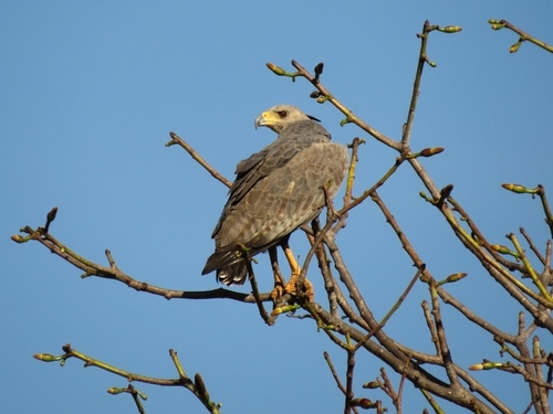 Chaco Eagle