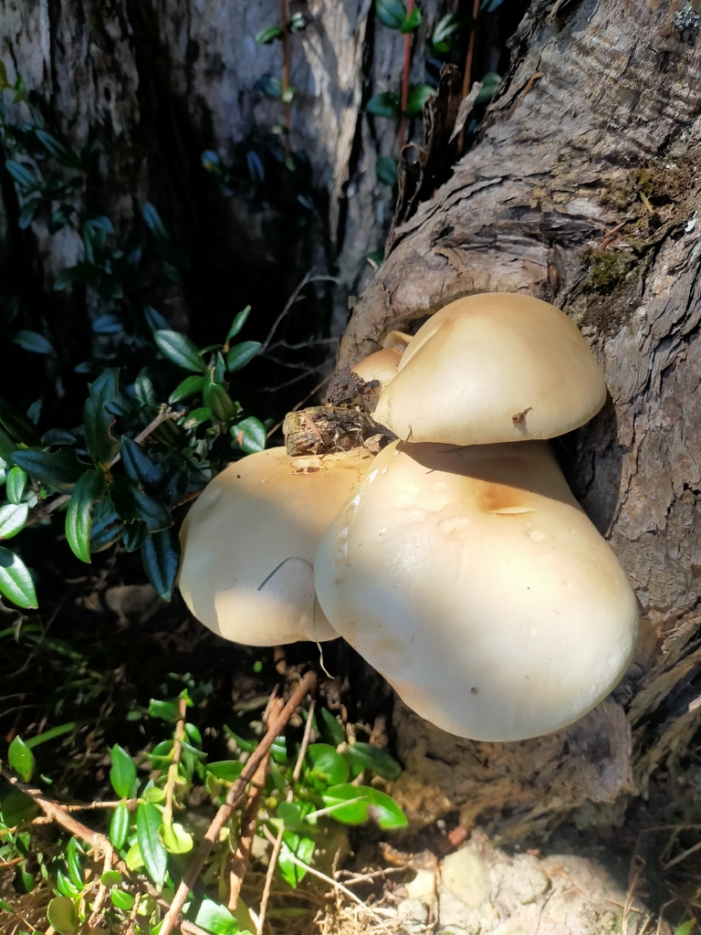 Cyclocybe parasitica · February 2026 · photo: © anna-nz (iNaturalist, cc-by)