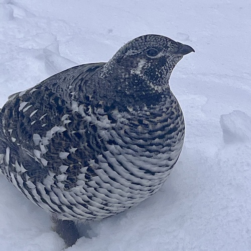 Spruce Grouse (Canachites canadensis), photo 6