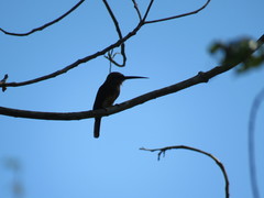 Brachygalba lugubris