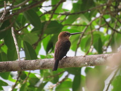 Brachygalba lugubris