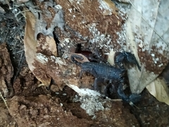Opisthacanthus