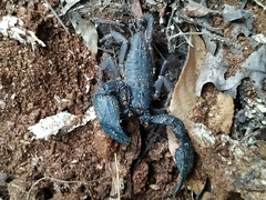Opisthacanthus