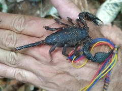 Opisthacanthus