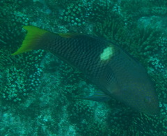Bodianus perditio