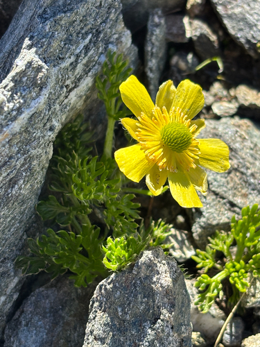Ranunculus sericophyllus observed 2026-02-04