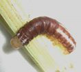 Giant sunflower borer moth photo 3