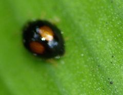 Serangium maculigerum