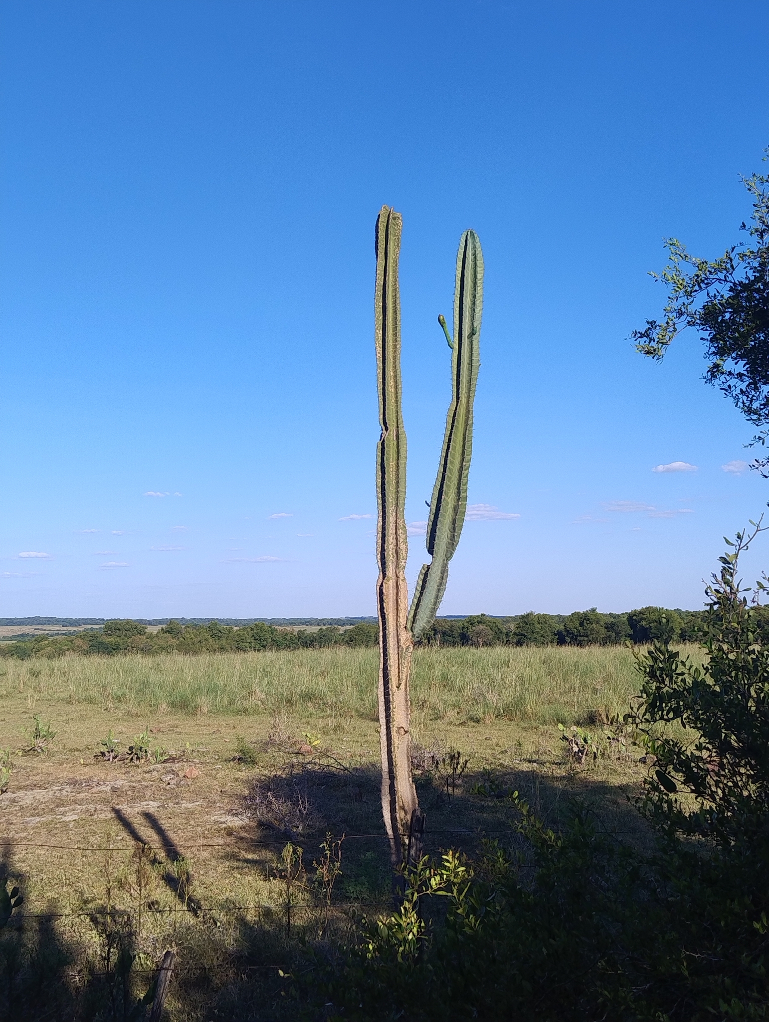 Cereus hildmannianus