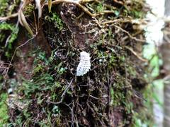 Coelostomidia wairoensis